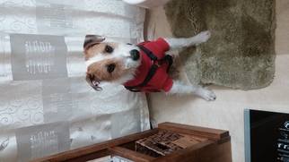 Jack Russell Terrier Dogs for adoption in Chaska, MN, USA