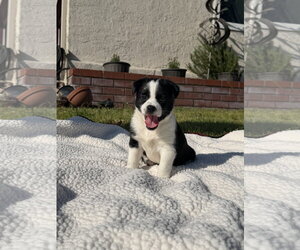 Border-Aussie Dogs for adoption in Lake Elsinore, CA, USA