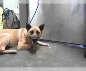 German Shepherd Dog-Unknown Mix Dogs for adoption in Tulsa, OK, USA