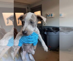 American Staffordshire Terrier-Unknown Mix Dogs for adoption in Tallahassee, FL, USA