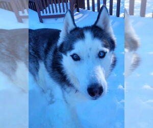 Siberian Husky Dogs for adoption in Severn, MD, USA