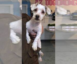 Lhasa-Poo Dogs for adoption in Phoenix , AZ, USA