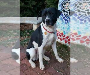 American Bulldog-Unknown Mix Dogs for adoption in Sumter, SC, USA