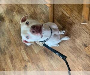 American Pit Bull Terrier Dogs for adoption in Boise, ID, USA