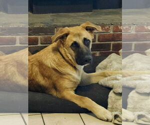 Mutt Dogs for adoption in Fallbrook, CA, USA