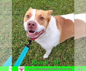 Akita-American Staffordshire Terrier Mix Dogs for adoption in Pensacola, FL, USA