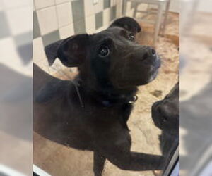 Mutt Dogs for adoption in Salinas, CA, USA