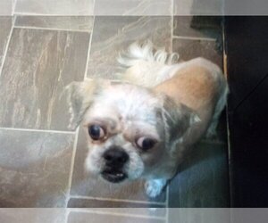 Shih Tzu Dogs for adoption in Oakdale, TN, USA