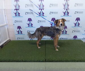 Border-Aussie Dogs for adoption in Orlando, FL, USA