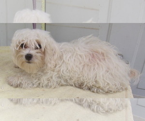 Maltese Dogs for adoption in Birch Tree, MO, USA
