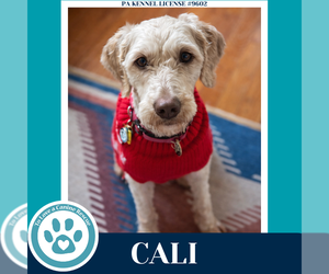 Poodle (Standard) Dogs for adoption in Kimberton, PA, USA