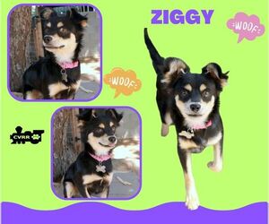 Papillon-Unknown Mix Dogs for adoption in Lindsay, CA, USA