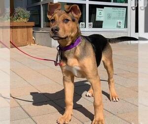 German Shepherd Dog-Unknown Mix Dogs for adoption in Berkeley , CA, USA