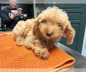 Poodle (Miniature) Dogs for adoption in Pasadena, CA, USA