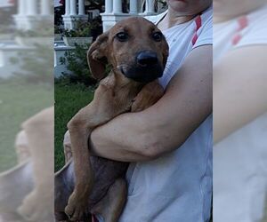 Black Mouth Cur-German Shepherd Dog Mix Dogs for adoption in Birmingham, AL, USA