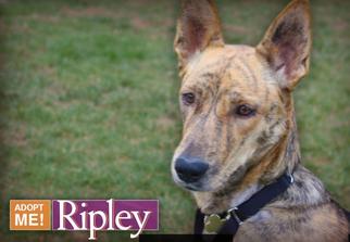 Greyhound-Pharaoh Hound Mix Dogs for adoption in Middletown, VA, USA