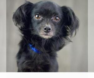 Chion Dogs for adoption in Benton, LA, USA