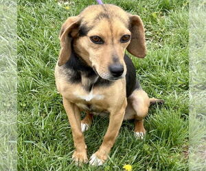 Puggle Dogs for adoption in Batavia, OH, USA