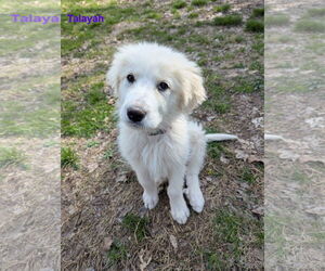 Great Pyrenees Dogs for adoption in Croydon, NH, USA