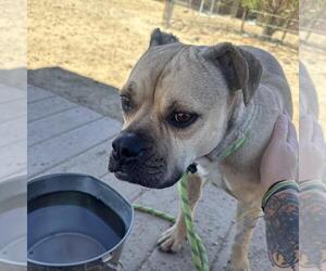 Boxer-Unknown Mix Dogs for adoption in Incline Village, NV, USA