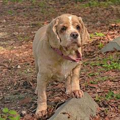 Cocker Spaniel Dogs for adoption in Brooksville, FL, USA