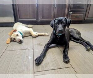Labrador Retriever-Unknown Mix Dogs for adoption in Clovis, CA, USA