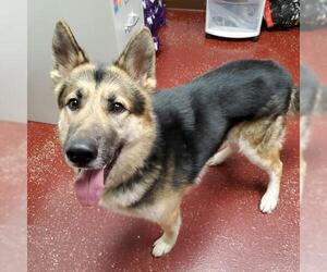 Huskies -Unknown Mix Dogs for adoption in Fargo, ND, USA