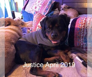 Rottweiler Dogs for adoption in Wheaton, IL, USA
