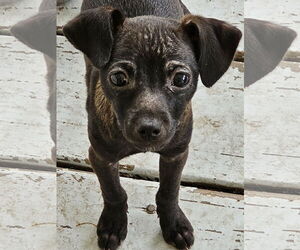 Rat Terrier-Unknown Mix Dogs for adoption in Royal Palm Beach, FL, USA