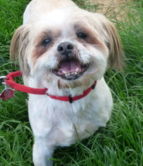 Lhasa Apso Dogs for adoption in Parma, OH, USA