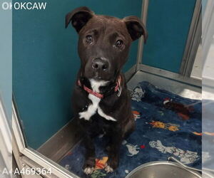 American Pit Bull Terrier-Unknown Mix Dogs for adoption in Oklahoma City, OK, USA