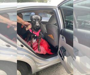 Mutt Dogs for adoption in Stockton, CA, USA