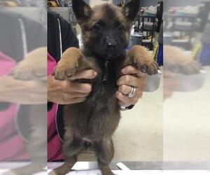 Mutt Dogs for adoption in Riverside, CA, USA