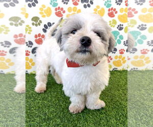 Shih Tzu-Unknown Mix Dogs for adoption in Corona, CA, USA