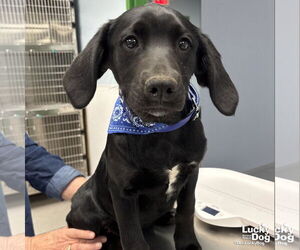 Labrador Retriever-Retriever  Mix Dogs for adoption in Washington, DC, USA