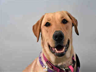 Labrador Retriever Dogs for adoption in Fort Collins, CO, USA