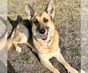 German Shepherd Dog Dogs for adoption in Spring Lake, NC, USA