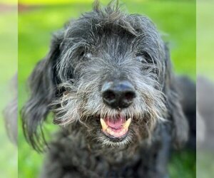 Dachshund Dogs for adoption in Arlington, VA, USA