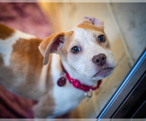 Mutt Dogs for adoption in Dedham, MA, USA