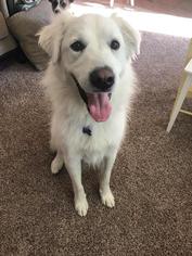 Great Pyrenees Dogs for adoption in Fargo, ND, USA