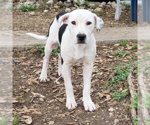 American Staffordshire Terrier-Unknown Mix Dogs for adoption in San Antonio, TX, USA