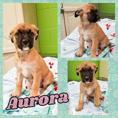 Borador Dogs for adoption in Ponca City, OK, USA
