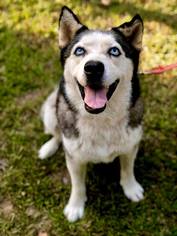 Alaskan Husky Dogs for adoption in Longview, TX, USA