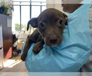 American Staffordshire Terrier-Unknown Mix Dogs for adoption in Raleigh, NC, USA