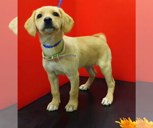 Labralas Dogs for adoption in Attalka, AL, USA