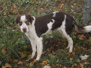 Small Border Collie-Brittany Mix