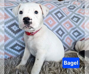 Mutt Dogs for adoption in Duluth, MN, USA