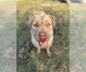 American Pit Bull Terrier-Unknown Mix Dogs for adoption in Ventura, CA, USA