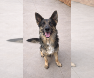 Australian Shepherd-German Shepherd Dog Mix Dogs for adoption in Thomasville, NC, USA