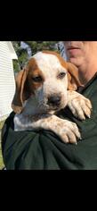 Bluetick Coonhound Dogs for adoption in Tenafly, NJ, USA